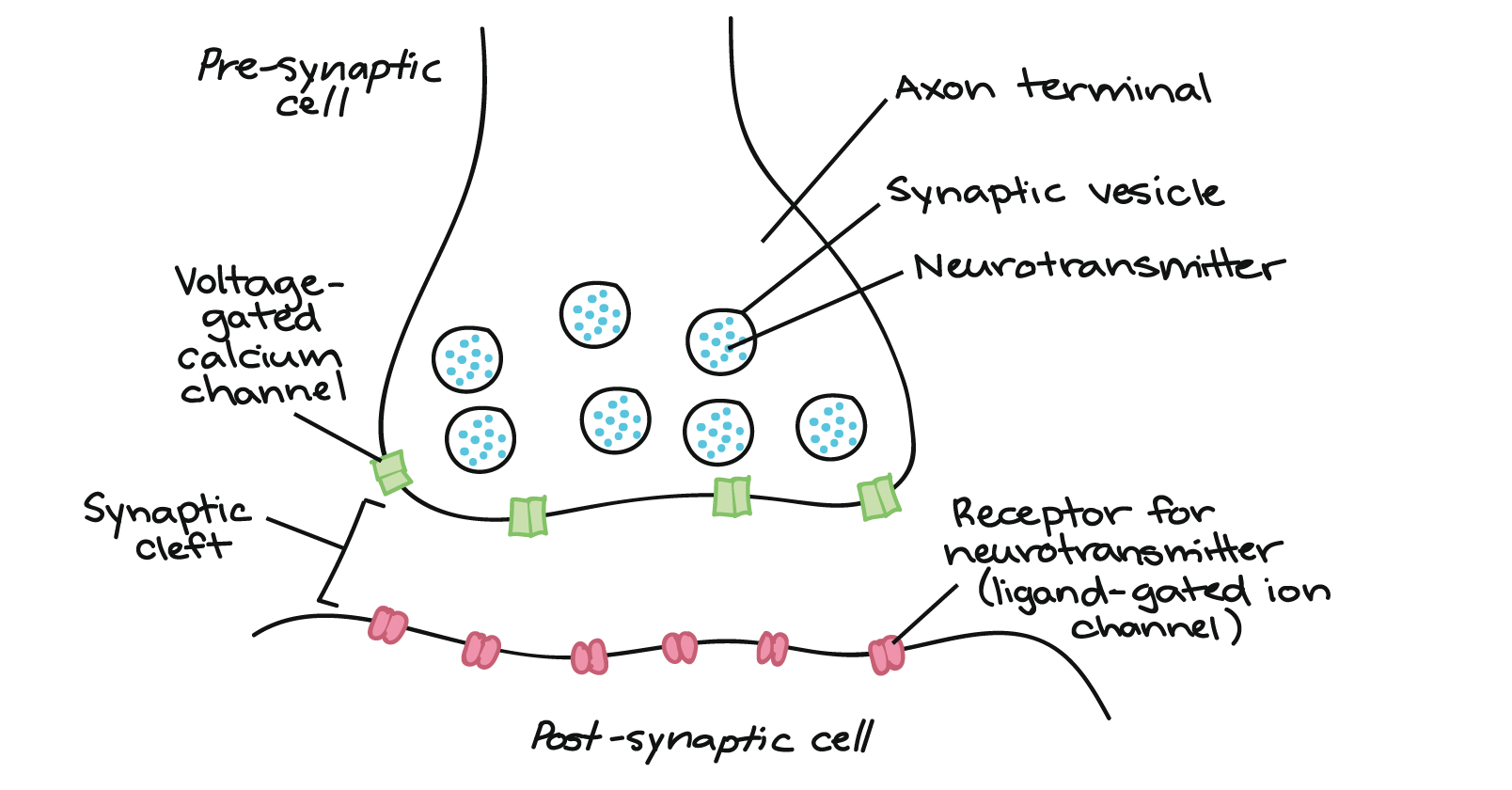 synapse-and-synaptic-transmission-medical-lecture-notes