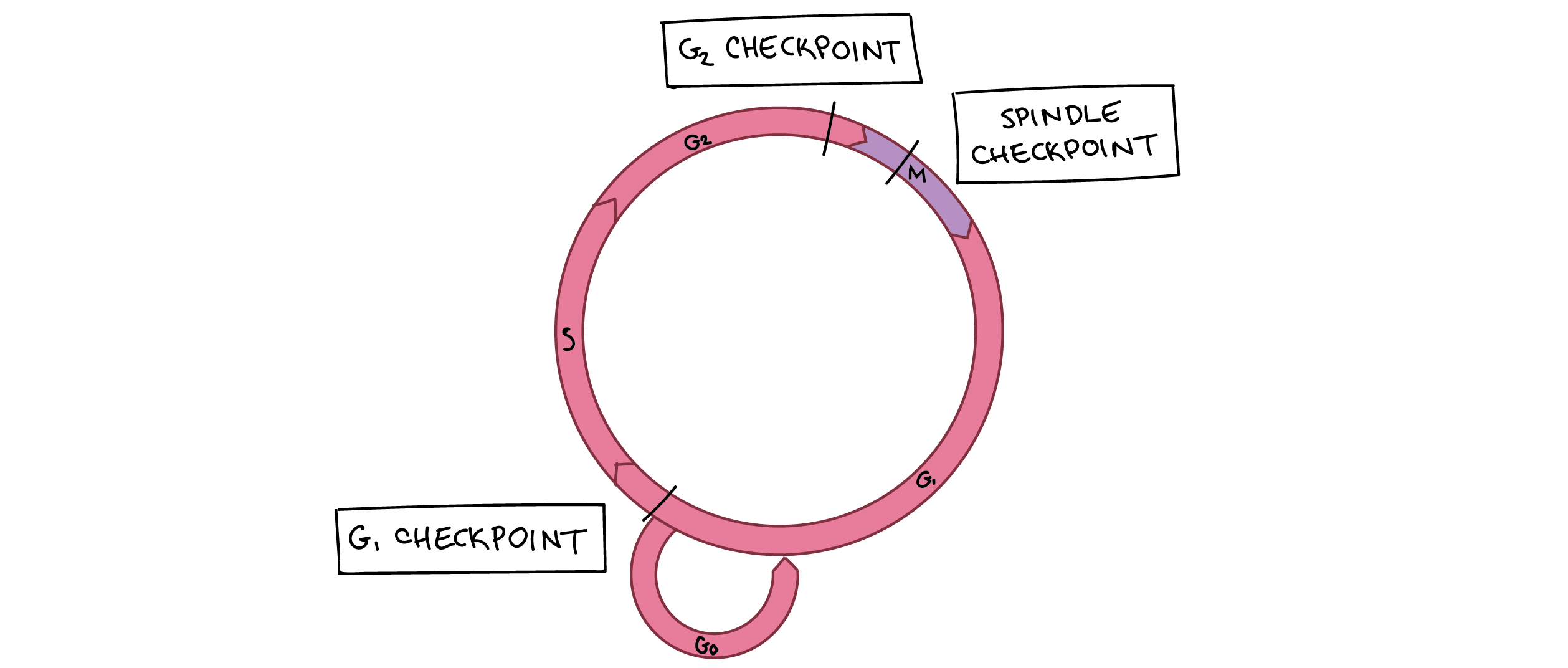 Cell Cycle Essay Question Ghostwriternickelodeon web fc2