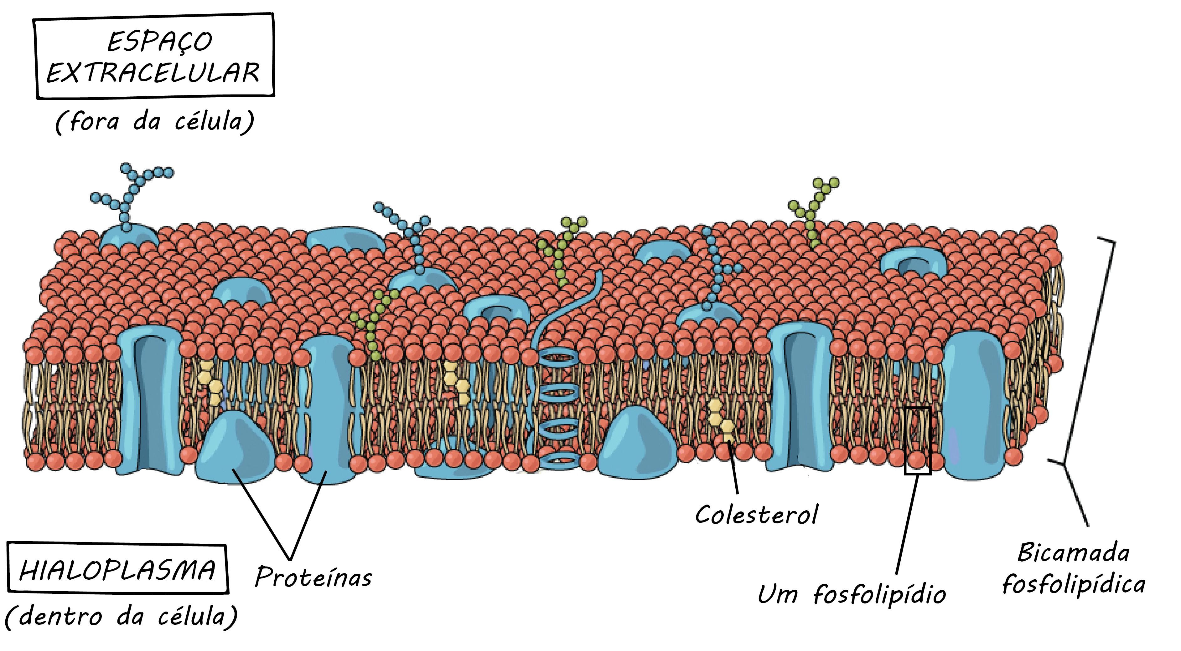 Membrana Plasmática – Mundo da Fisio
