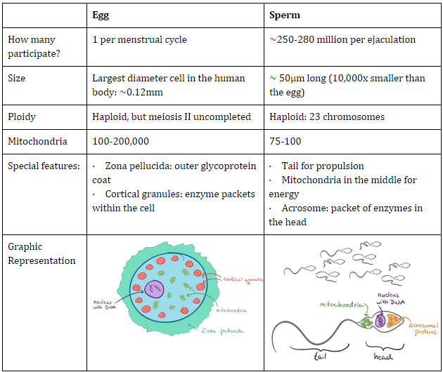 Sperm Cell Homework-6940