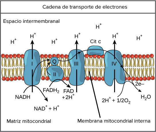 Resultado de imagen de La cadena de transporte de electrones separa los electrones y los protones de cada uno de los diez átomos de hidrógeno