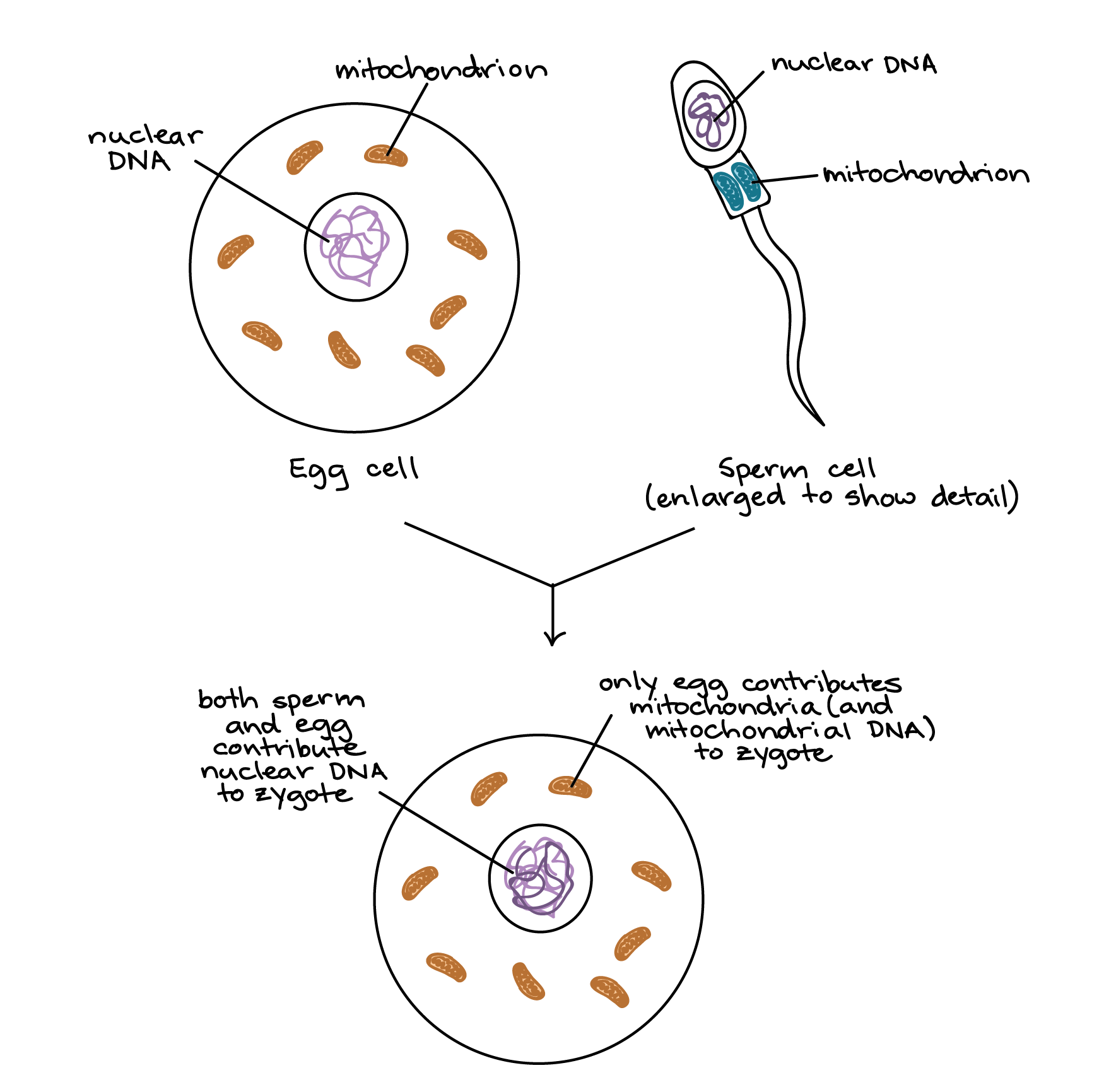 When Vision Loss Is Due To Mutations In Mitochondrial Genes Arizona