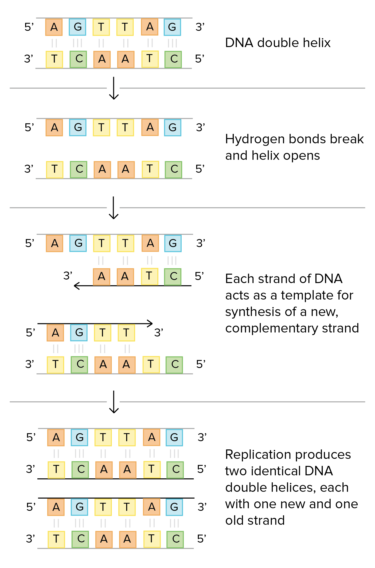 What Acts As The Template In Dna Replication