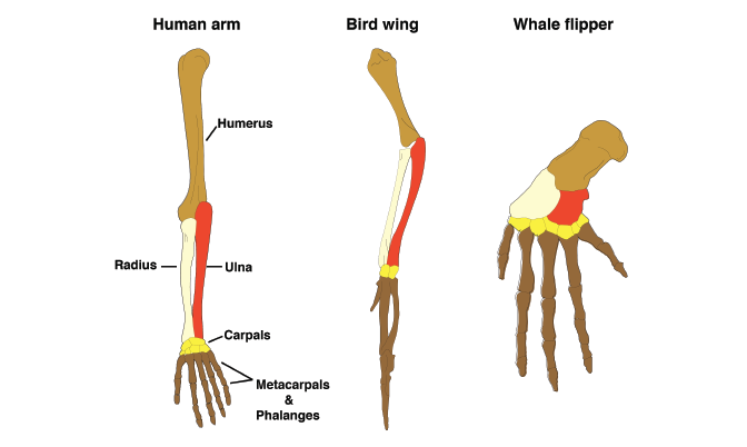 evidence of evolution review article khan academy