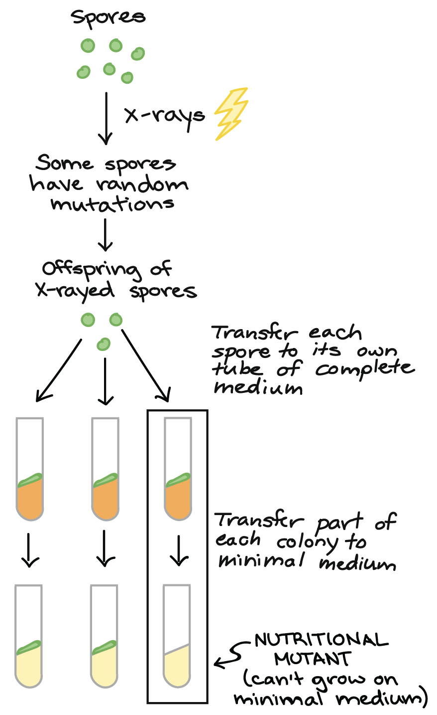 beadle and tatum experiment explained