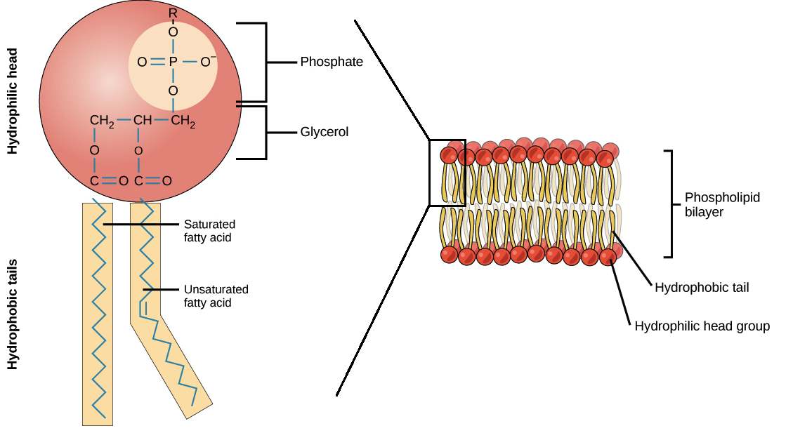 What is a feature of phospholipids?